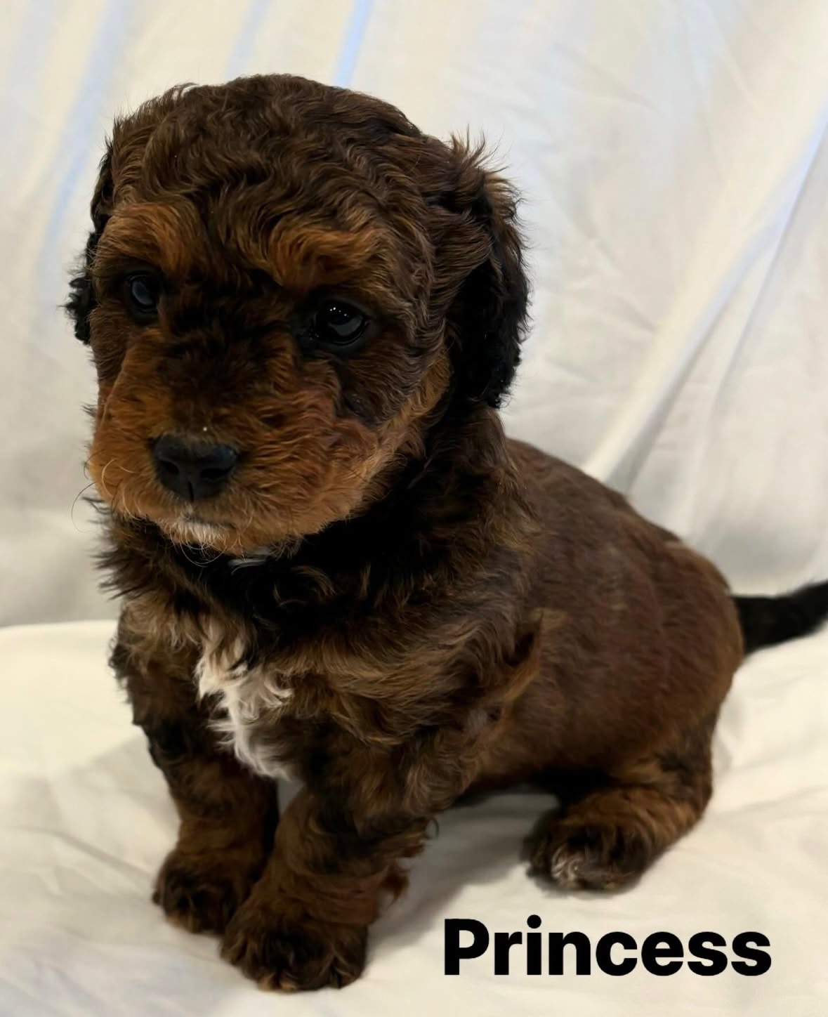 Princess, a Mini Bernedoodle puppy from Joyful Doodles in Washington