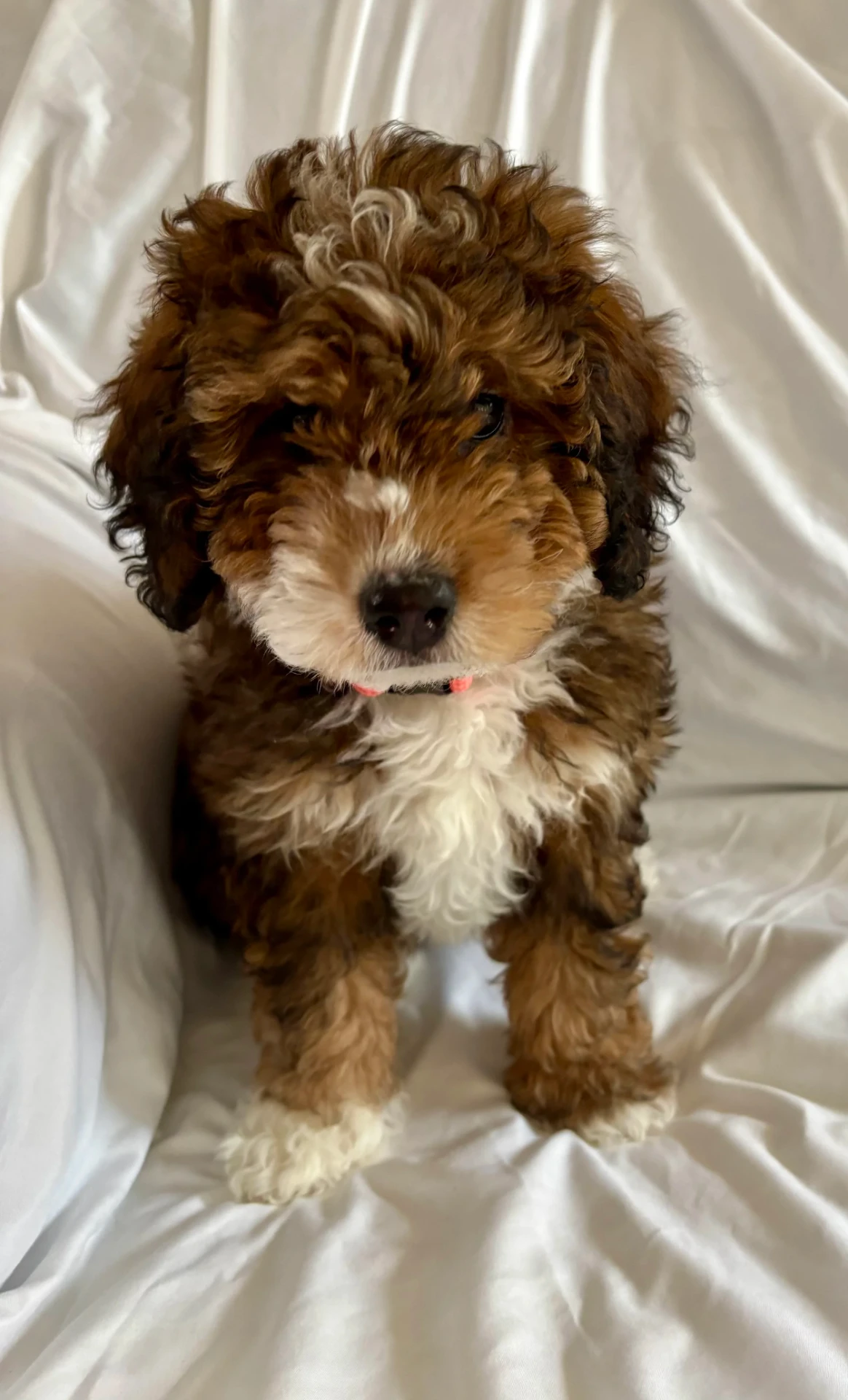 Pip, a cream Mini Goldendoodle puppy from Joyful Doodles in Washington, sitting near a sunlit window