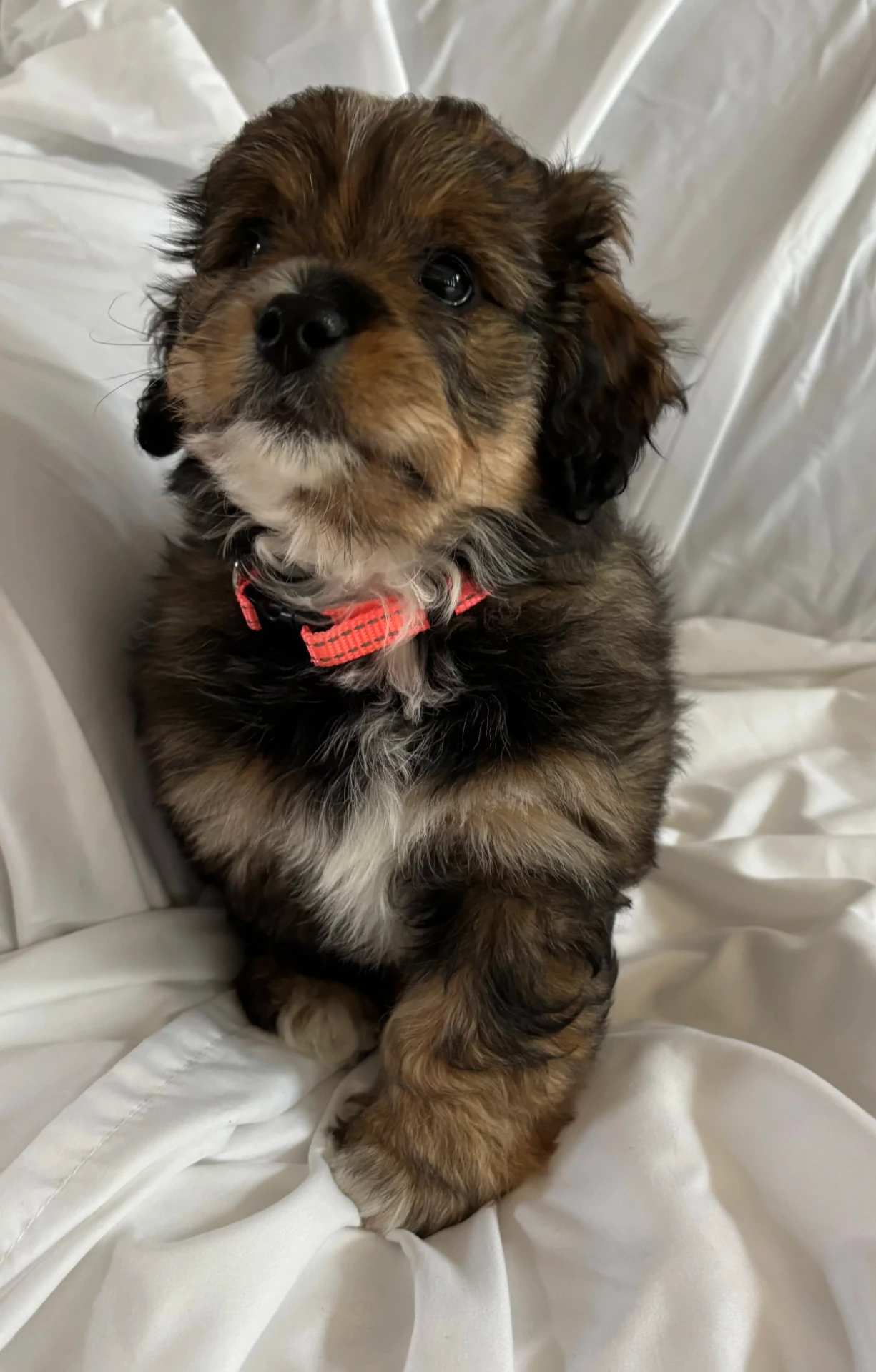 Bram, a tricolor Mini Bernedoodle puppy from Joyful Doodles in Washington, curled up on a soft blanket
