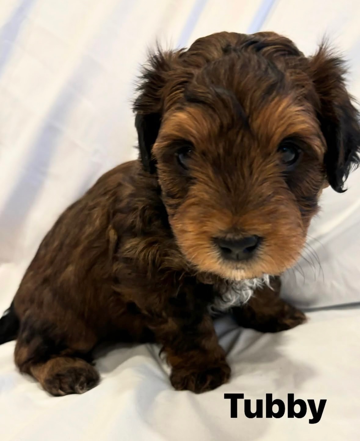 Tubby, a tricolor Mini Bernedoodle puppy from Joyful Doodles in Washington