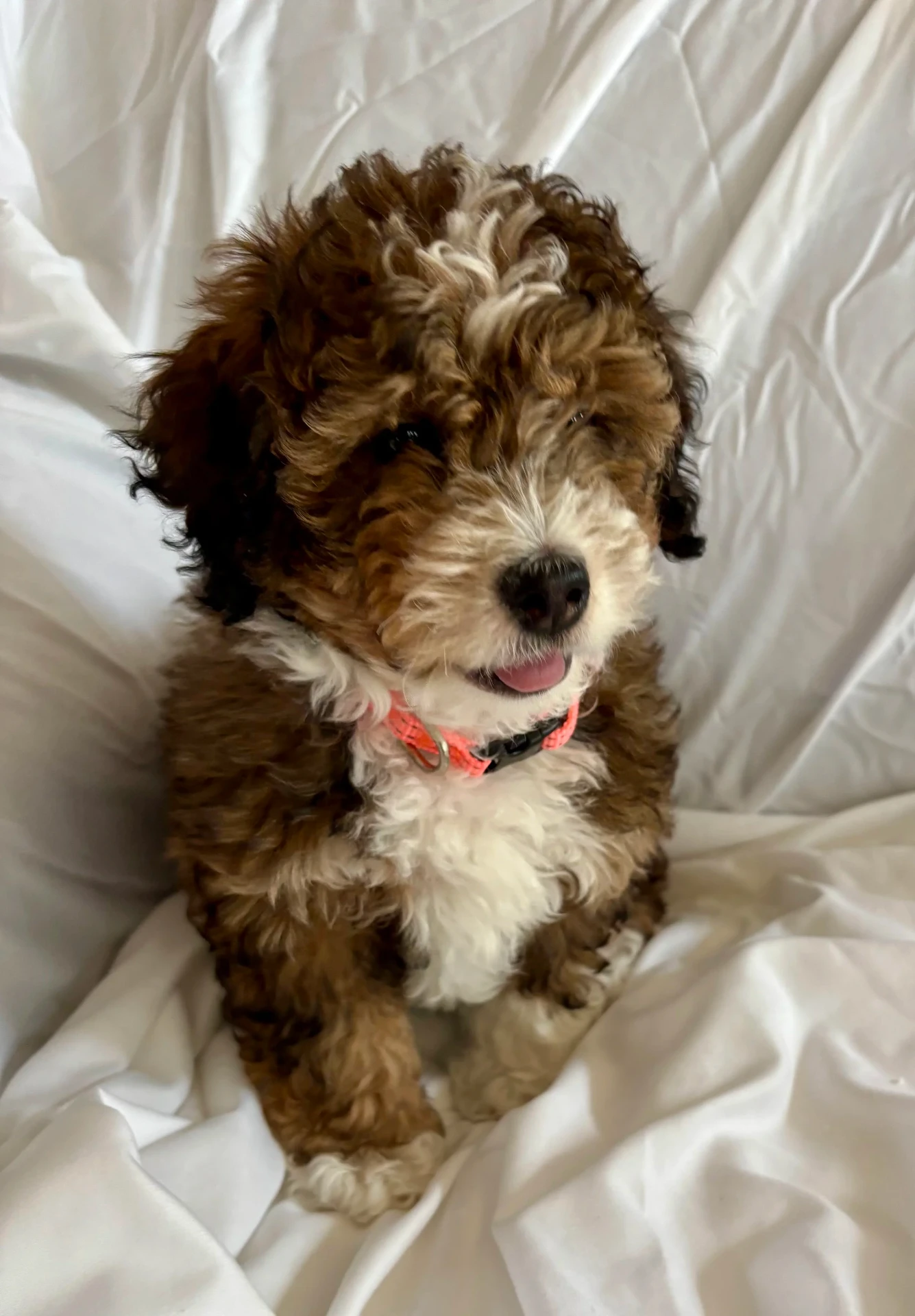 Bailey, a Mini Goldendoodle puppy from Joyful Doodles in Washington, sitting on a soft blanket